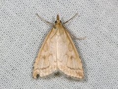 Pale Straw Pearl (Udea lutealis)