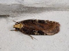 Large Purple Flat-body (Agonopterix liturosa)
