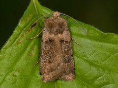 Kobberfly (Chersotis cuprea)