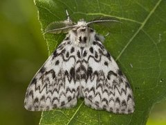 Black Arches (Lymantria monacha)