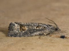 Dark Aspen Bell (Epinotia maculana)