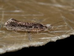 Variable Smudge (Ypsolopha ustella)