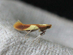 Caloptilia alchimiella