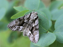 The Saxon (Hyppa rectilinea)