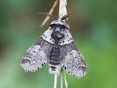 Sallow Kitten (Furcula furcula)