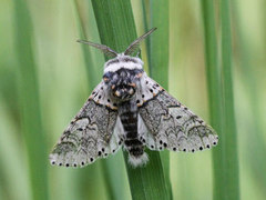 Liten gaffelstjert (Furcula furcula)