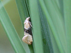 Trollheggpraktvikler (Eupoecilia ambiguella)