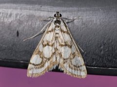 Beautiful China-mark (Nymphula nitidulata)