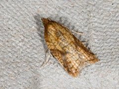 Mjødurtflatvikler (Acleris aspersana)