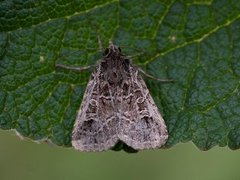 Nettfly (Naenia typica)