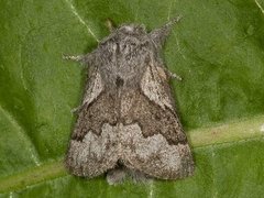 Pale Eggar (Trichiura crataegi)
