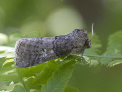 Ospehalvspinner (Tethea or)