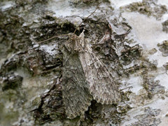 Grey Arches (Polia nebulosa)