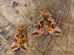 Plain Golden Y (Autographa jota)