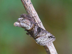 The Spectacle (Abrostola tripartita)