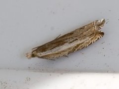 Stripesigdvikler (Ancylis apicella)