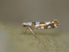 Gold-ribbon Argent (Argyresthia brockeella)
