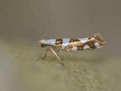 Argyresthia brockeella