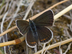 Silver-studded Blue (Plebejus argus)