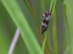Thyme Marble (Celypha cespitana)