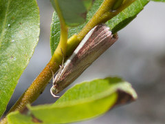 Tiriltungesmalmott (Oncocera semirubella)