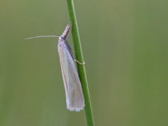 Yellow Satin Veneer (Crambus perlella)
