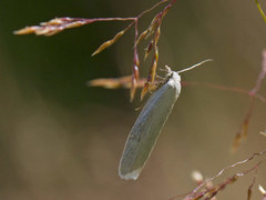 Gul skyggevikler (Eana osseana)