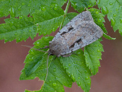 Myrfly (Coenophila subrosea)