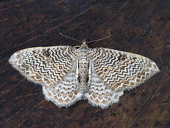 Scallop Shell (Rheumaptera undulata)