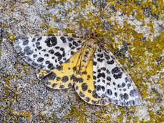 Spotted Beauty (Arichanna melanaria)