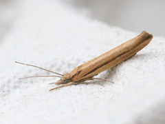 Variable Smudge (Ypsolopha ustella)