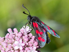 Seksflekket bloddråpesvermer (Zygaena filipendulae)