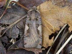 Setaceous Hebrew Character (Xestia c-nigrum)