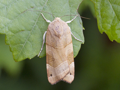Broad-bordered Yellow Underwing (Noctua fimbriata)