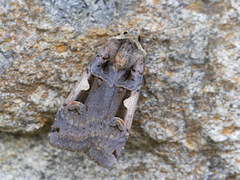 Setaceous Hebrew Character (Xestia c-nigrum)
