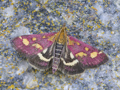 Common Purple & Gold (Pyrausta purpuralis)