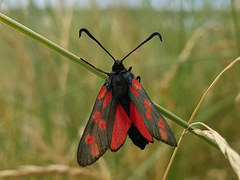 Six-spot Burnet (Zygaena filipendulae)