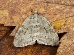 Pale November Moth (Epirrita christyi)