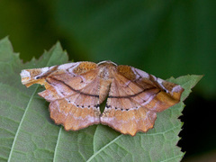 Lilac Beauty (Apeira syringaria)