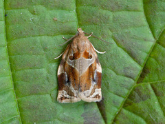 Variegated Golden Tortrix (Archips xylosteana)