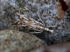 Klippenebbmott (Catoptria falsella)