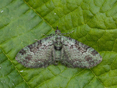 Green Pug (Pasiphila rectangulata)
