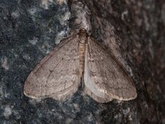 Northern Winter Moth (Operophtera fagata)