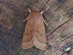 Common Quaker (Orthosia cerasi)