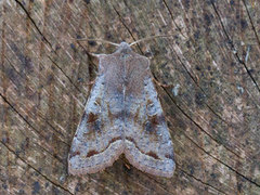 Clouded Drab (Orthosia incerta)