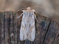 Pale Pinion (Lithophane socia)