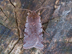 Red Chestnut (Cerastis rubricosa)