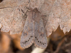 Lead-coloured Drab (Orthosia populeti)