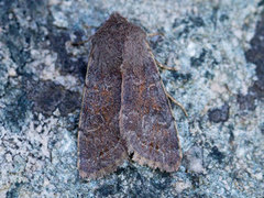 Lead-coloured Drab (Orthosia populeti)