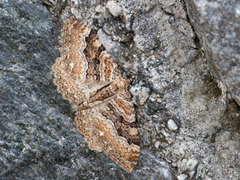Scarce Tissue (Rheumaptera cervinalis)